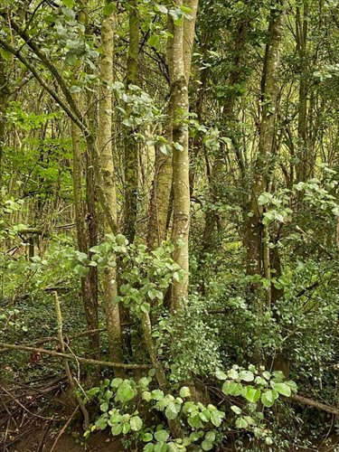Terrains de loisirs bois etangs a vendre La Boussac 35120 Ille-et-Vilaine 3820 m2  3700 euros