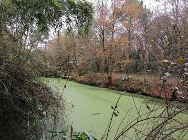 Terrains de loisirs bois etangs a vendre La Celle-Saint-Avant 37160 Indre-et-Loire 3863 m2  13650 euros