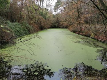 Terrains de loisirs bois etangs a vendre La Celle-Saint-Avant 37160 Indre-et-Loire 3863 m2  13650 euros