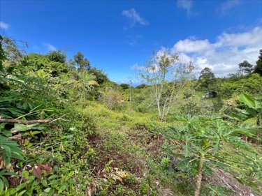 Terrain a batir a vendre Saint-Joseph 97480 Réunion 688 m2  86000 euros