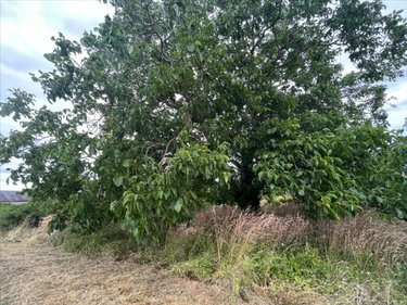 Terrain a batir a vendre Marolles 41330 Loir-et-Cher 989 m2  53170 euros