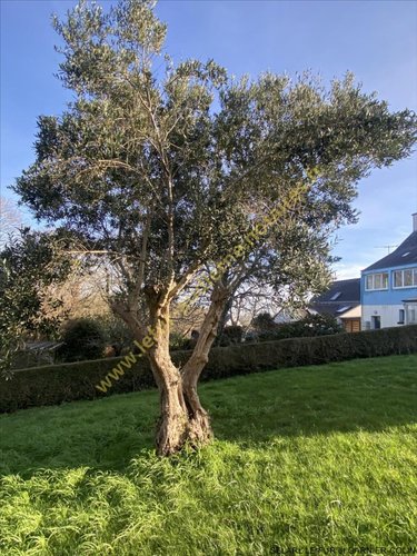 Maison a vendre Esquibien 29770 Finistère 120 m2 6 pièces 343050 euros