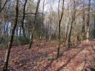 Terrains de loisirs bois etangs a vendre Plumelec 56420 Morbihan 13250 m2  9000 euros