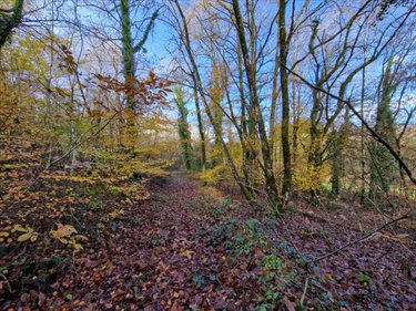 Terrains de loisirs bois etangs a vendre Plumelec 56420 Morbihan 13250 m2  9000 euros