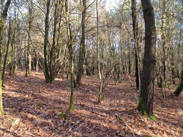 Terrains de loisirs bois etangs a vendre Plumelec 56420 Morbihan 13250 m2  9000 euros