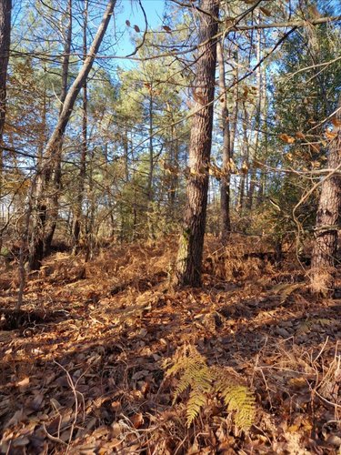 Terrains de loisirs bois etangs a vendre Trédion 56250 Morbihan 2685 m2  2800 euros