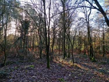 Terrains de loisirs bois etangs a vendre Trédion 56250 Morbihan 2685 m2  2800 euros