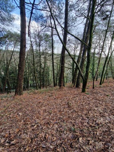 Terrains de loisirs bois etangs a vendre Plumelec 56420 Morbihan 5727 m2  3200 euros