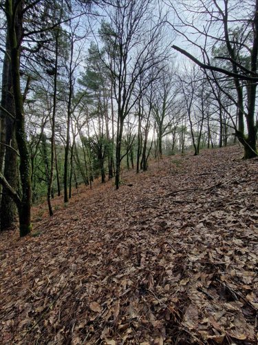 Terrains de loisirs bois etangs a vendre Plumelec 56420 Morbihan 5727 m2  3200 euros