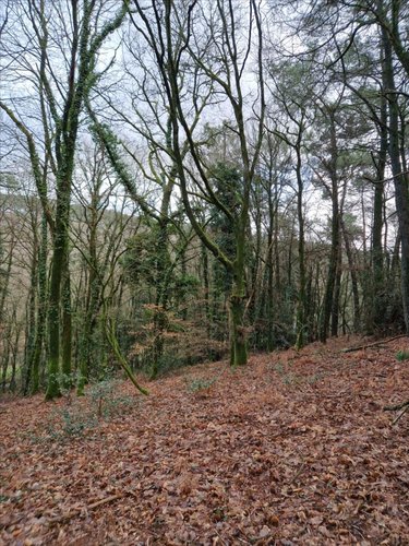 Terrains de loisirs bois etangs a vendre Plumelec 56420 Morbihan 5727 m2  3200 euros