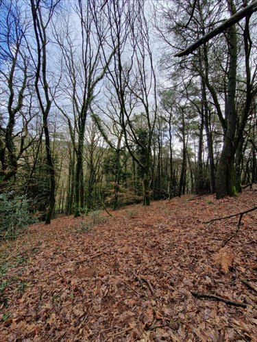 Terrains de loisirs bois etangs a vendre Plumelec 56420 Morbihan 5727 m2  3200 euros