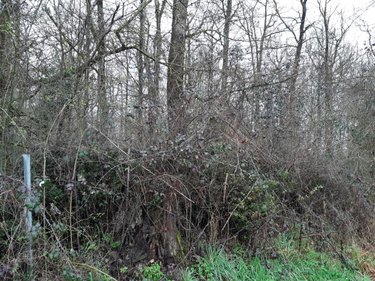 Terrains de loisirs bois etangs a vendre Étriché 49330 Maine-et-Loire 9080 m2  6890 euros