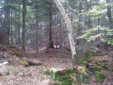 Terrains de loisirs bois etangs a vendre La Folletière-Abenon 14290 Calvados 3994 m2  6500 euros