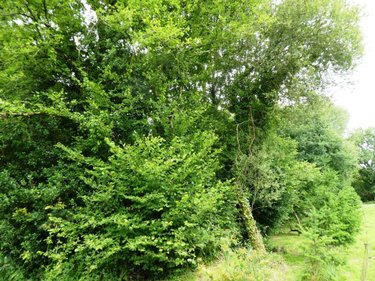 Terrains de loisirs bois etangs a vendre Locmalo 56160 Morbihan 5075 m2  2600 euros