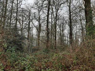 Terrains de loisirs bois etangs a vendre Étriché 49330 Maine-et-Loire 9080 m2  6890 euros