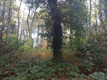 Terrains de loisirs bois etangs a vendre Bubry 56310 Morbihan 6150 m2  7600 euros