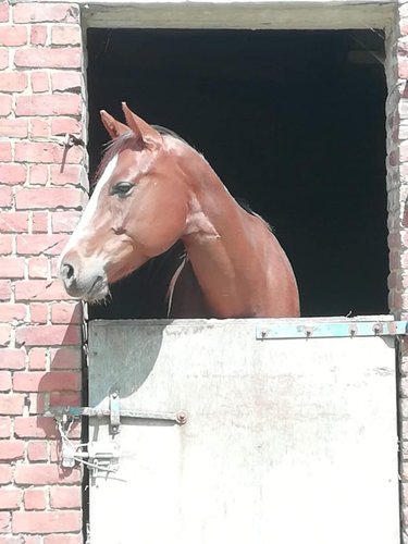 Maison a vendre Aumerval 62550 Pas-de-Calais 116 m2 5 pièces 260000 euros