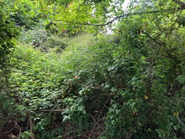 Terrain a batir a vendre Andouillé-Neuville 35250 Ille-et-Vilaine 560 m2  55000 euros