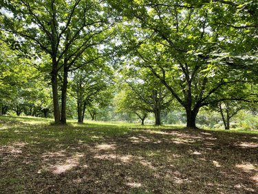 Maison a vendre Saint-Perdoux 46100 Lot 112 m2 4 pièces 296500 euros