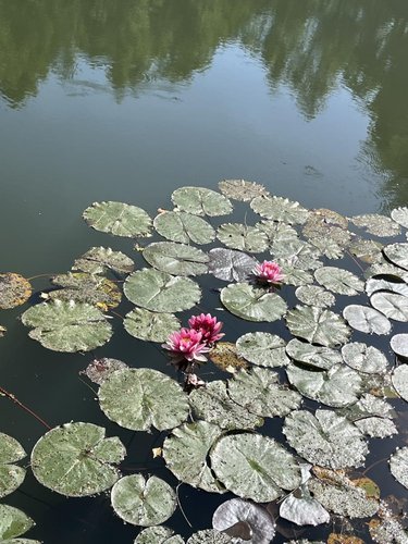 Terrains de loisirs bois etangs a vendre Étouvelles 02000 Aisne 14500 m2  69900 euros