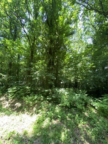 Terrains de loisirs bois etangs a vendre Venansault 85190 Vendée 8909 m2  8800 euros