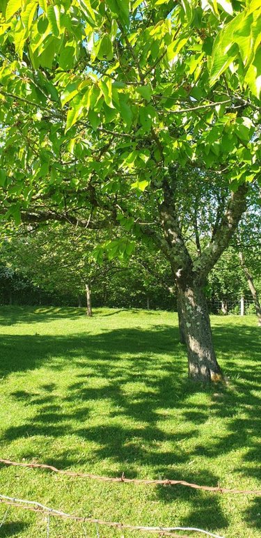 Terrains de loisirs bois etangs a vendre Cussey-sur-l'Ognon 25870 Doubs 3352 m2  17500 euros