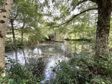 Terrains de loisirs bois etangs a vendre Semur-en-Vallon 72390 Sarthe 3559 m2  7000 euros