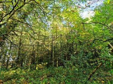 Terrains de loisirs bois etangs a vendre Ploërdut 56160 Morbihan 46997 m2  26650 euros