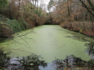 Divers a vendre La Celle-Saint-Avant 37160 Indre-et-Loire 3863 m2  13650 euros