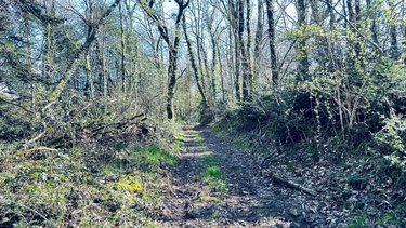 Terrains de loisirs bois etangs a vendre Guilligomarc'h 29300 Finistère 104819 m2  53600 euros