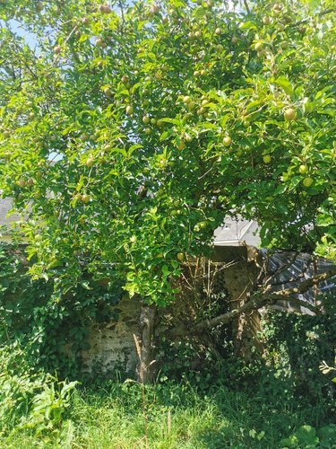 Maison a vendre Lanvollon 22290 Côtes-d'Armor 95 m2 5 pièces 105950 euros
