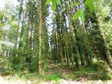 Terrains de loisirs bois etangs a vendre Melrand 56310 Morbihan 13280 m2  21320 euros
