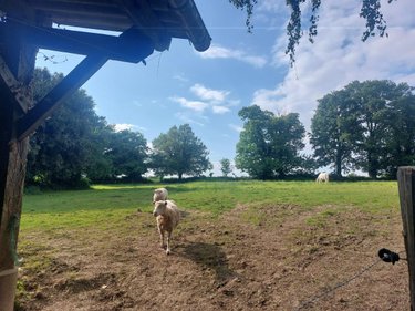 Maison a vendre Cossé-le-Vivien 53230 Mayenne 91 m2 3 pièces 95400 euros