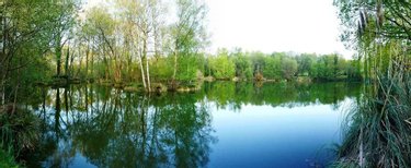 Terrains de loisirs bois etangs a vendre Le Croisty 56540 Morbihan 15350 m2  74400 euros