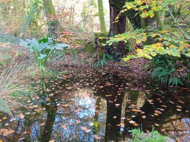 Terrains de loisirs bois etangs a vendre Le Faouët 56320 Morbihan 8980 m2  13600 euros