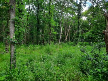 Terrain a batir a vendre Soullans 85300 Vendée  106600 euros