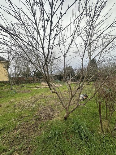 Terrain a batir a vendre Hennebont 56700 Morbihan 716 m2  95400 euros