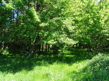 Maison a vendre Maisoncelles-du-Maine 53170 Mayenne 232 m2 9 pièces 397400 euros