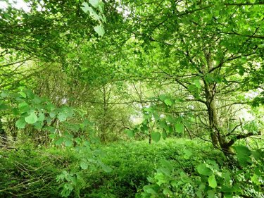 Terrains de loisirs bois etangs a vendre Locmalo 56160 Morbihan 5075 m2  2600 euros