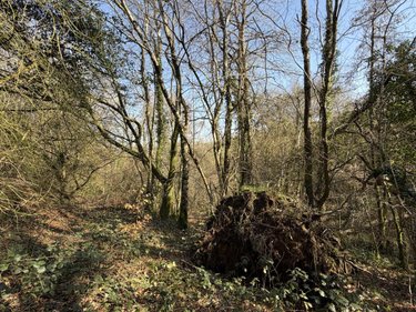 Terrains de loisirs bois etangs a vendre Pleyber-Christ 29410 Finistère 37739 m2  18000 euros