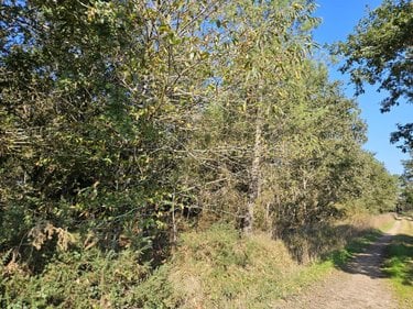 Terrains de loisirs bois etangs a vendre Locoal-Mendon 56550 Morbihan 5935 m2  10000 euros
