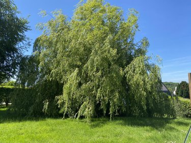 Location maison Trévé 22600 Côtes-d'Armor 79 m2 5 pièces 765 euros