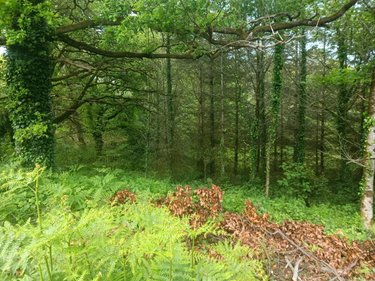 Terrains de loisirs bois etangs a vendre Malguénac 56300 Morbihan 2857 m2  6400 euros