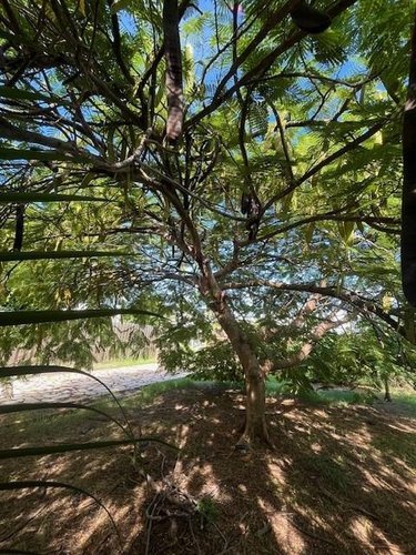 Maison a vendre Le Vauclin 97280 Martinique 92 m2 5 pièces 399000 euros