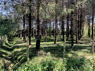 Terrains de loisirs bois etangs a vendre Parcé-sur-Sarthe 72300 Sarthe 10610 m2  26750 euros