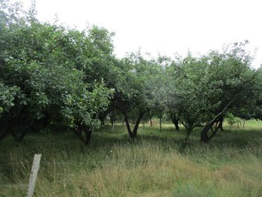 Terrain a batir a vendre Cléden-Poher 29270 Finistère 788 m2  16684 euros