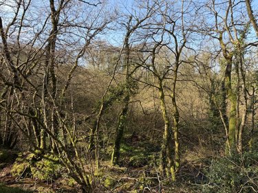 Terrains de loisirs bois etangs a vendre Pleyber-Christ 29410 Finistère 37739 m2  18000 euros