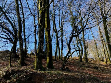 Terrains de loisirs bois etangs a vendre Chaulieu 50150 Manche 1100 m2  3000 euros