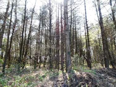 Terrains de loisirs bois etangs a vendre Réminiac 56140 Morbihan 7300 m2  10400 euros