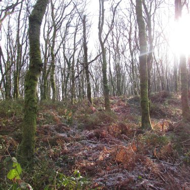 Terrains de loisirs bois etangs a vendre Saint-Vigor-des-Monts 50420 Manche 10923 m2  7800 euros